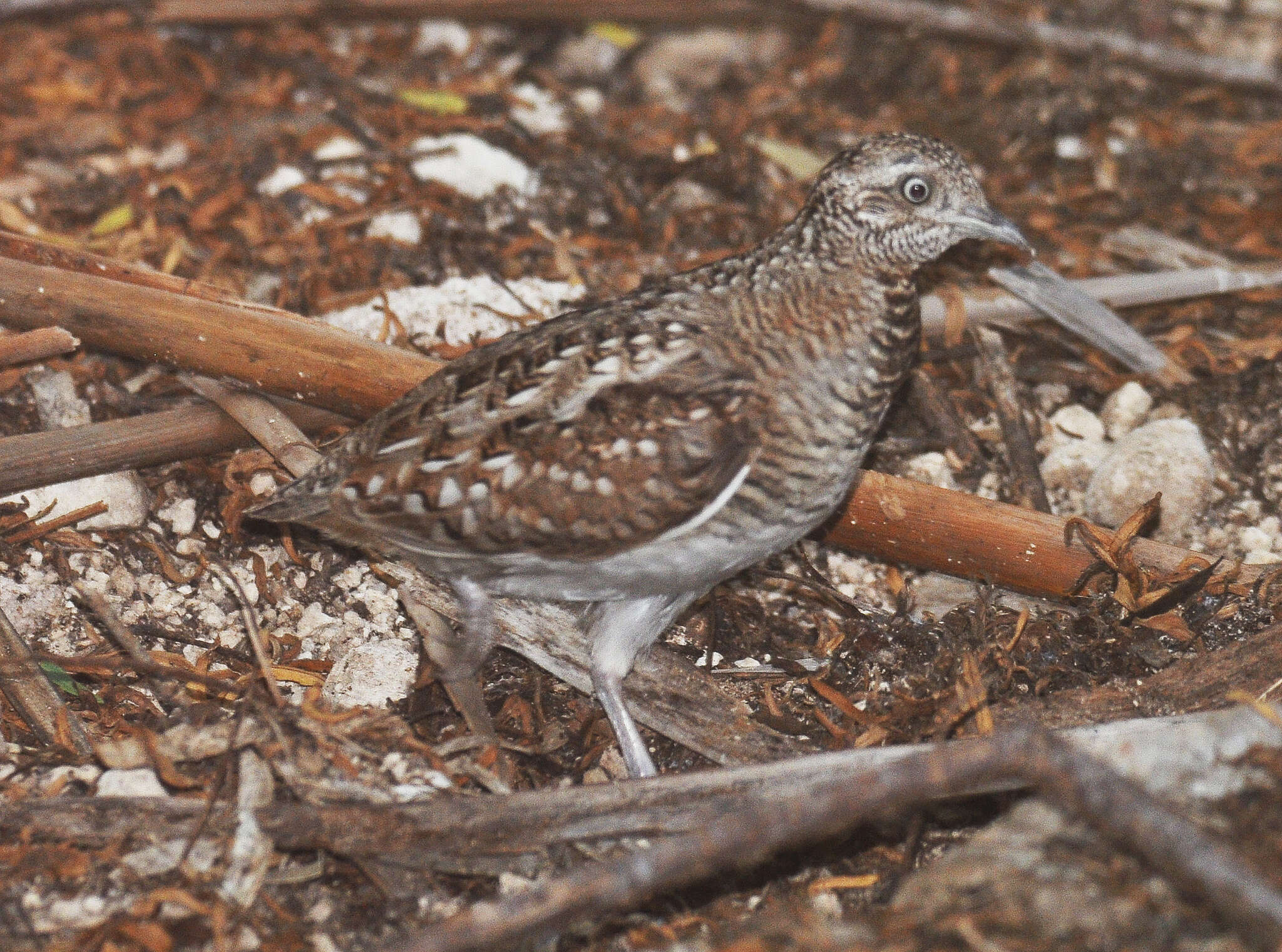 Image of Madagascan Buttonquail