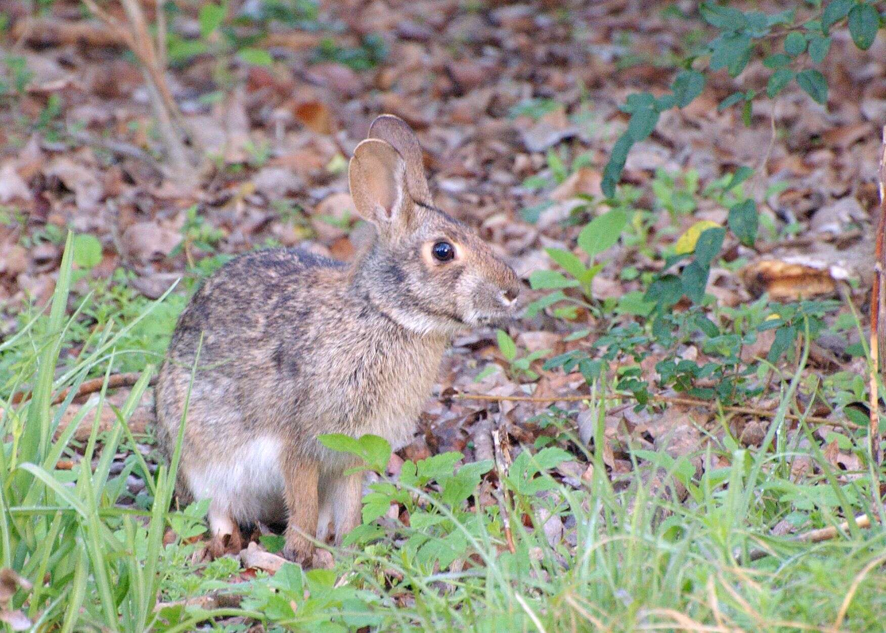 Image of Swamp Rabbit