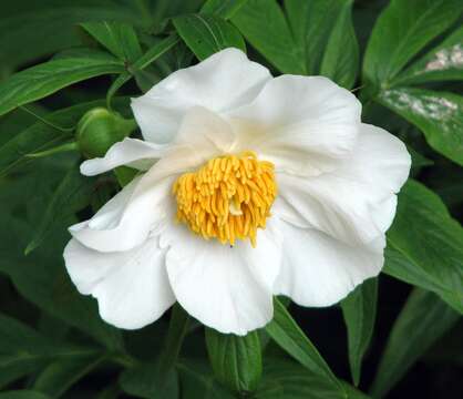 Paeonia emodi Wall. resmi