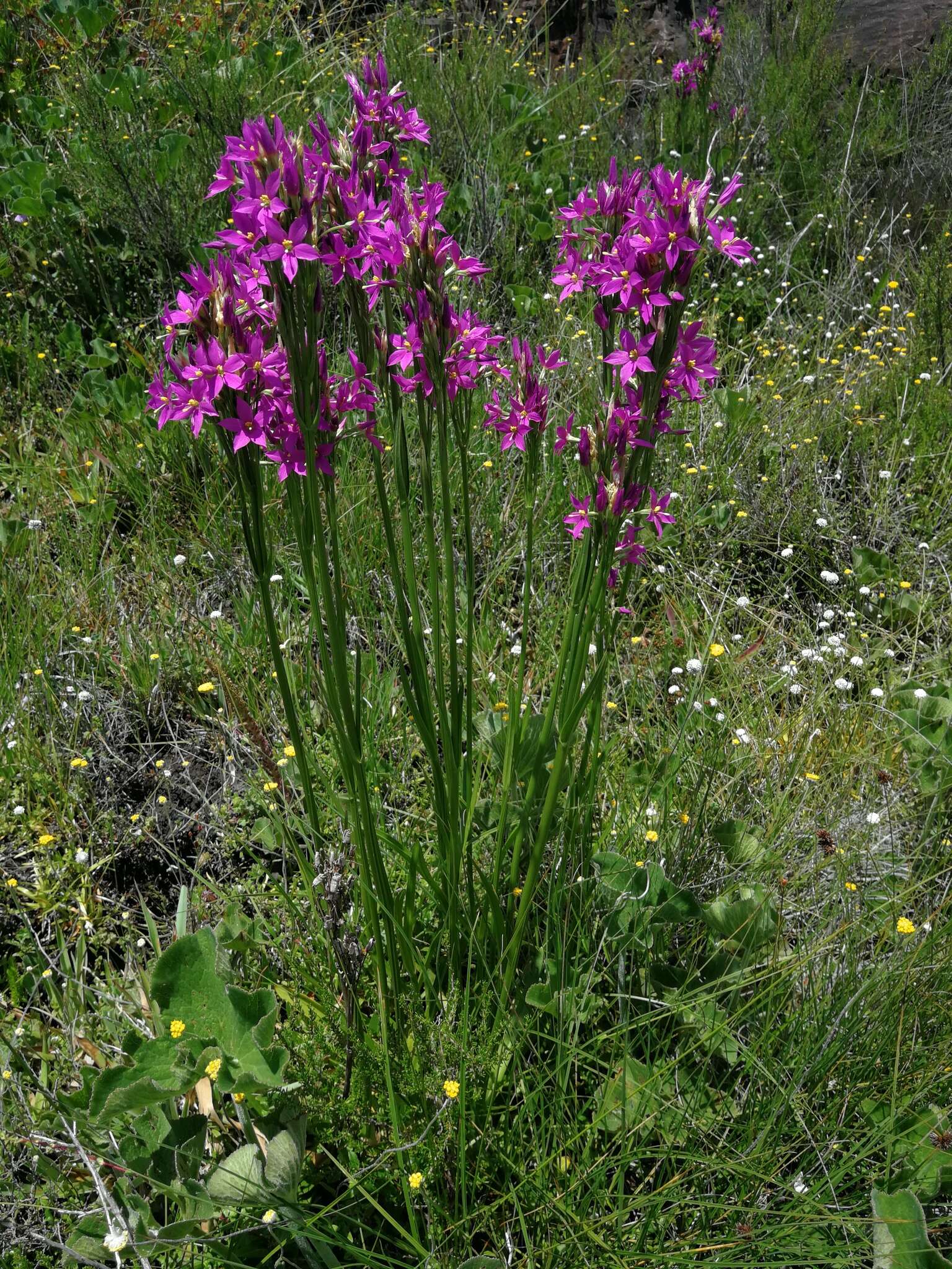 Image of Chironia krebsii Griseb.