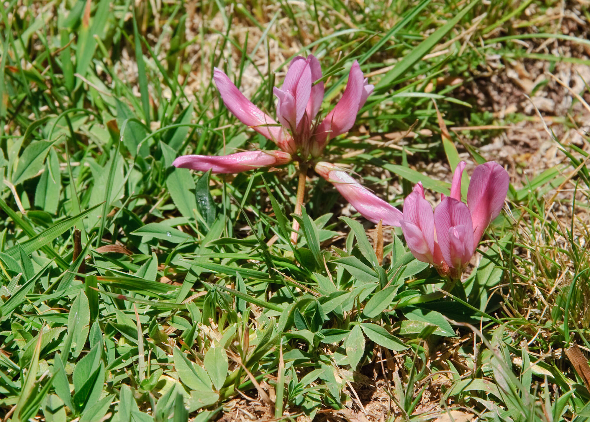 Image of alpine clover