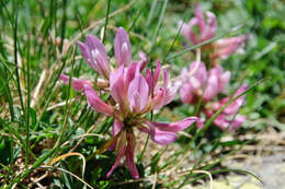 Image of alpine clover