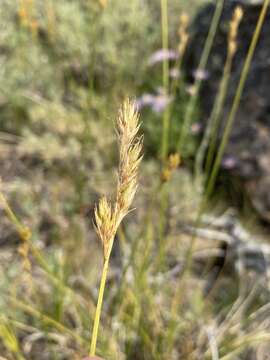 Image of Liddon sedge