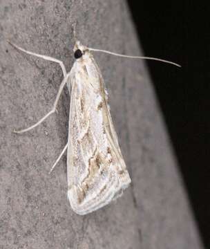 Image of Evergestis vinctalis Barnes & McDunnough 1914