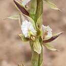 Image of Southern leek orchid