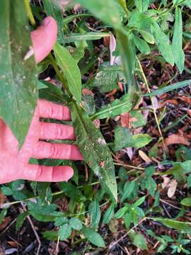 Image of Greata's aster