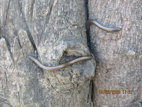 Image of Black Blind Snake