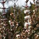 Image of Hypocalymma angustifolium Schau.