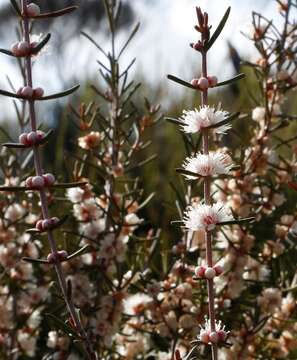 Hypocalymma angustifolium Schau. resmi