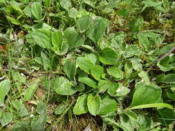 Antennaria parlinii Fern. resmi