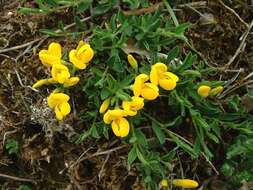 Imagem de Genista pilosa L.