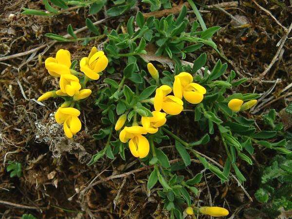 Imagem de Genista pilosa L.