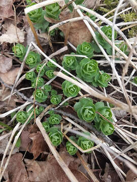 Hylotelephium telephium (L.) H. Ohba resmi