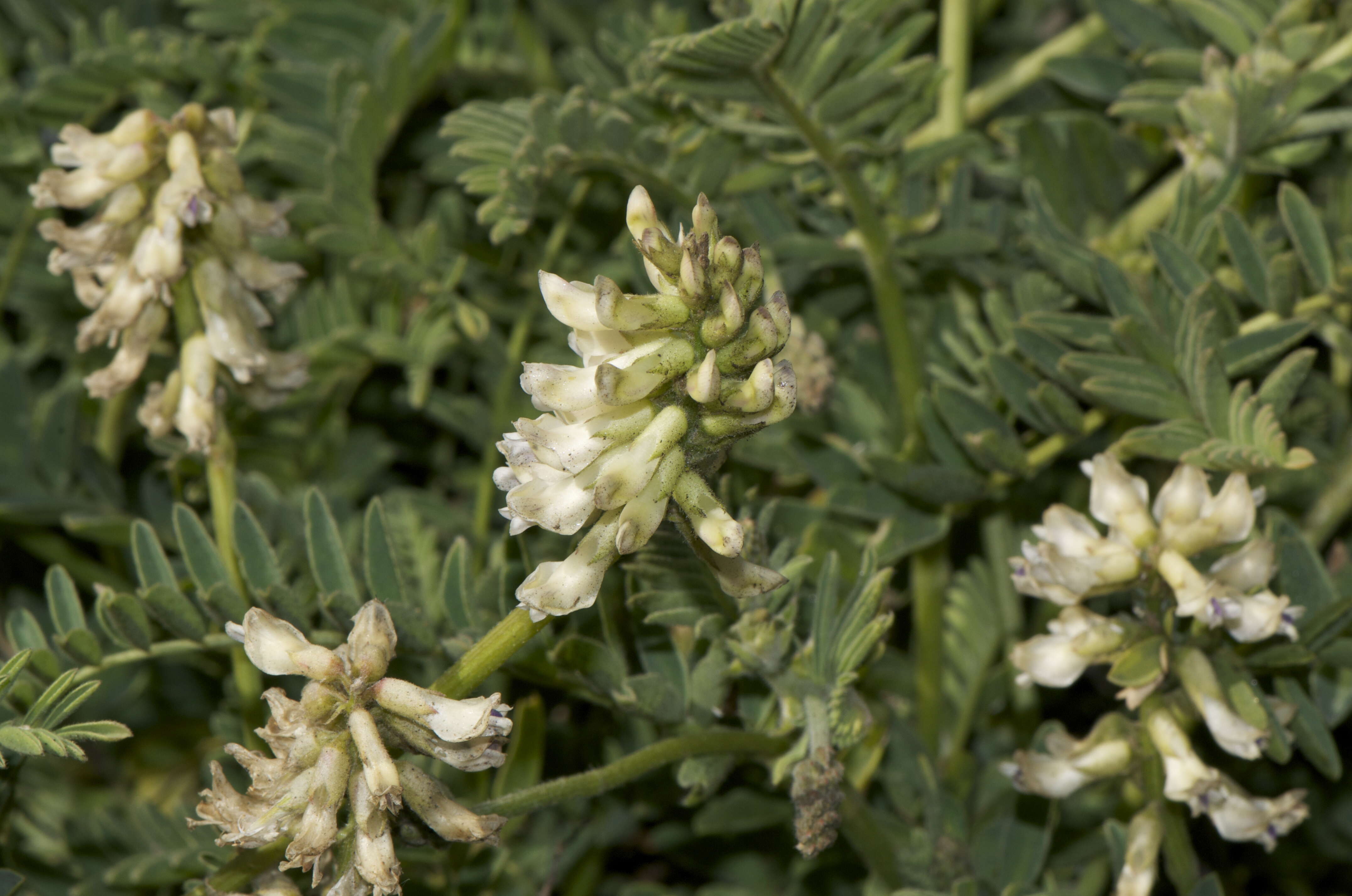 Image de Astragalus agnicidus Barneby