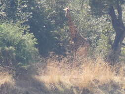 Image of Rhodesian giraffe