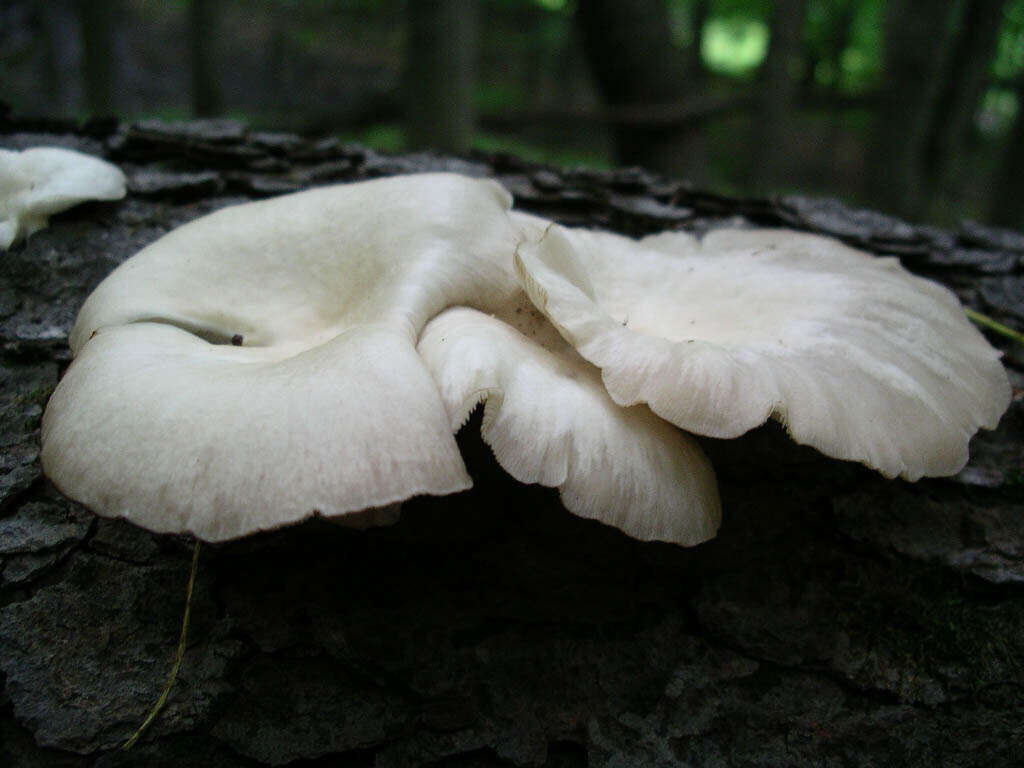 Image of Pleurotus ostreatus (Jacq.) P. Kumm. 1871