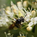 Image of Andrena integra Smith 1853