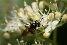 Image of Andrena integra Smith 1853