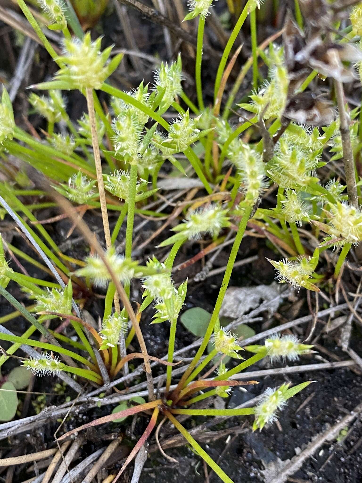 Слика од Aphelia cyperoides R. Br.