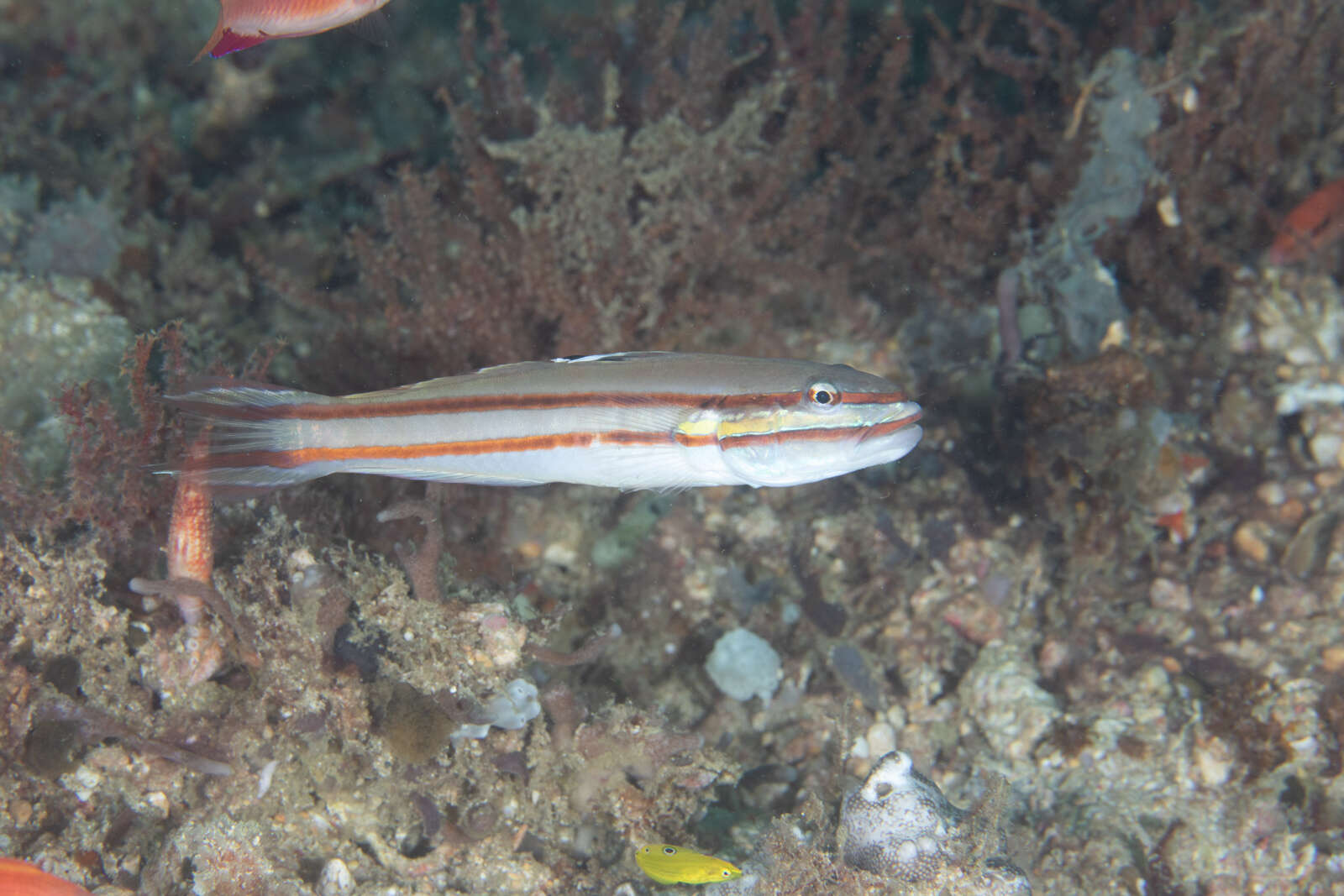 Image of Twostripe goby