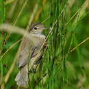 Image of Booted Warbler
