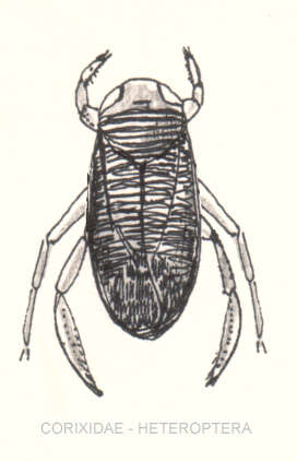 Image of Corixoidea Leach 1815