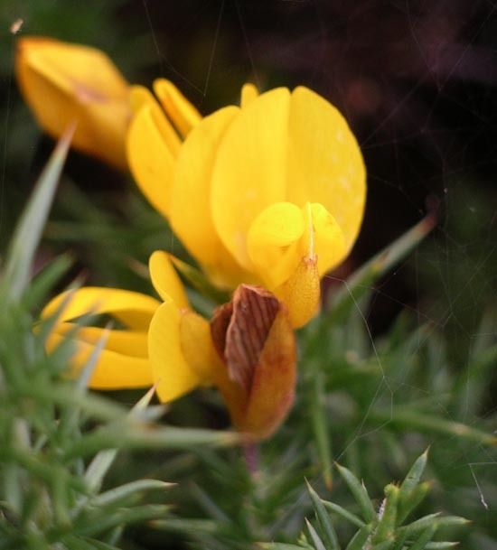 Ulex gallii (rights holder: )