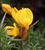 Image of Western Gorse