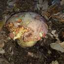 Image of wolf bolete