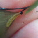 Image of Maidenhair Fern Moth