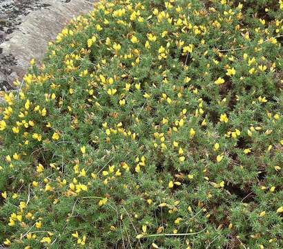 Image of Western Gorse