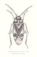 Image of Orthops kalmii (Linnaeus 1758)