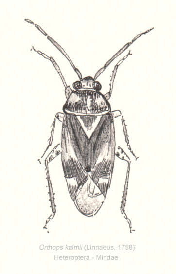 Image of Orthops kalmii (Linnaeus 1758)