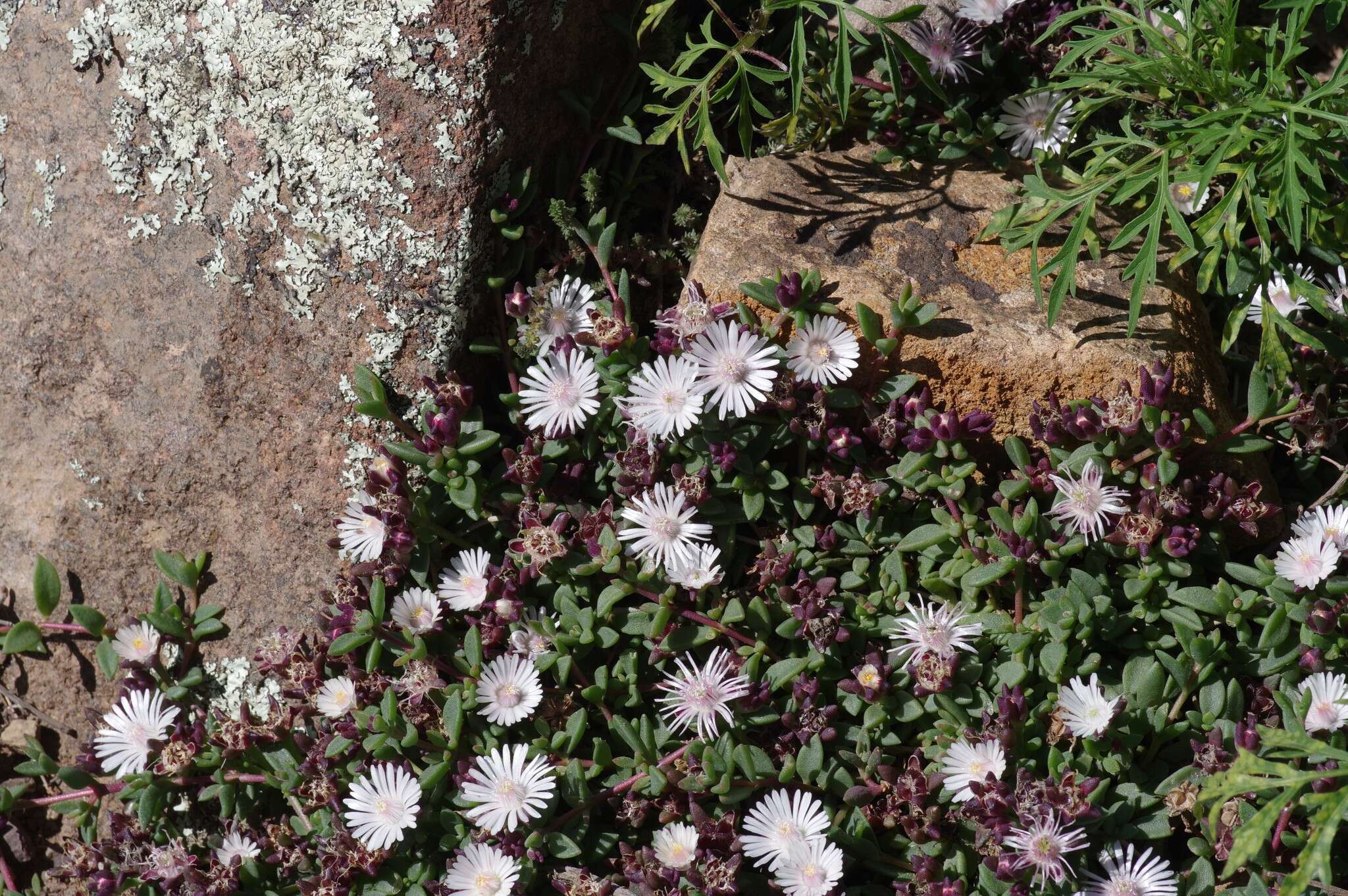 Imagem de Delosperma katbergense L. Bol.