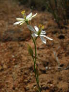 Image of Ornithogalum hispidum Hornem.