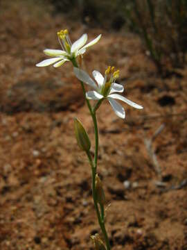 Image of Ornithogalum hispidum Hornem.