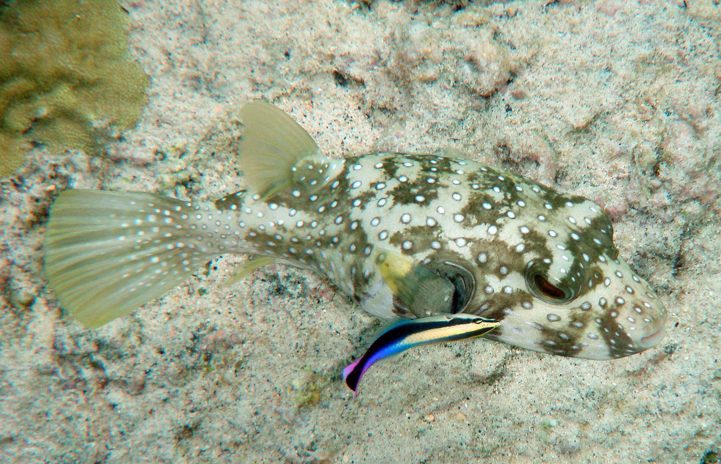 Image of Broadbarred Toadfish