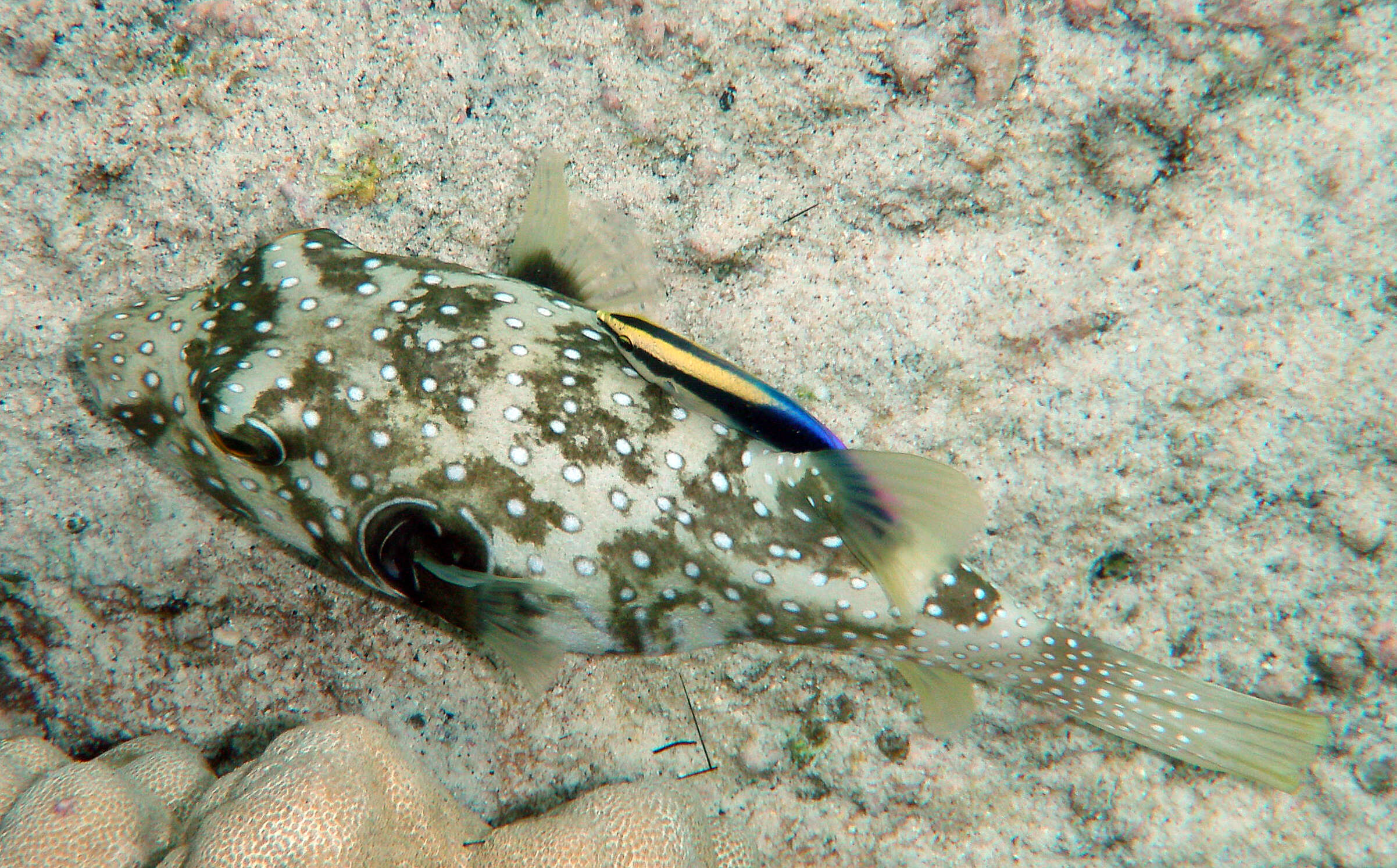 Image of Broadbarred Toadfish