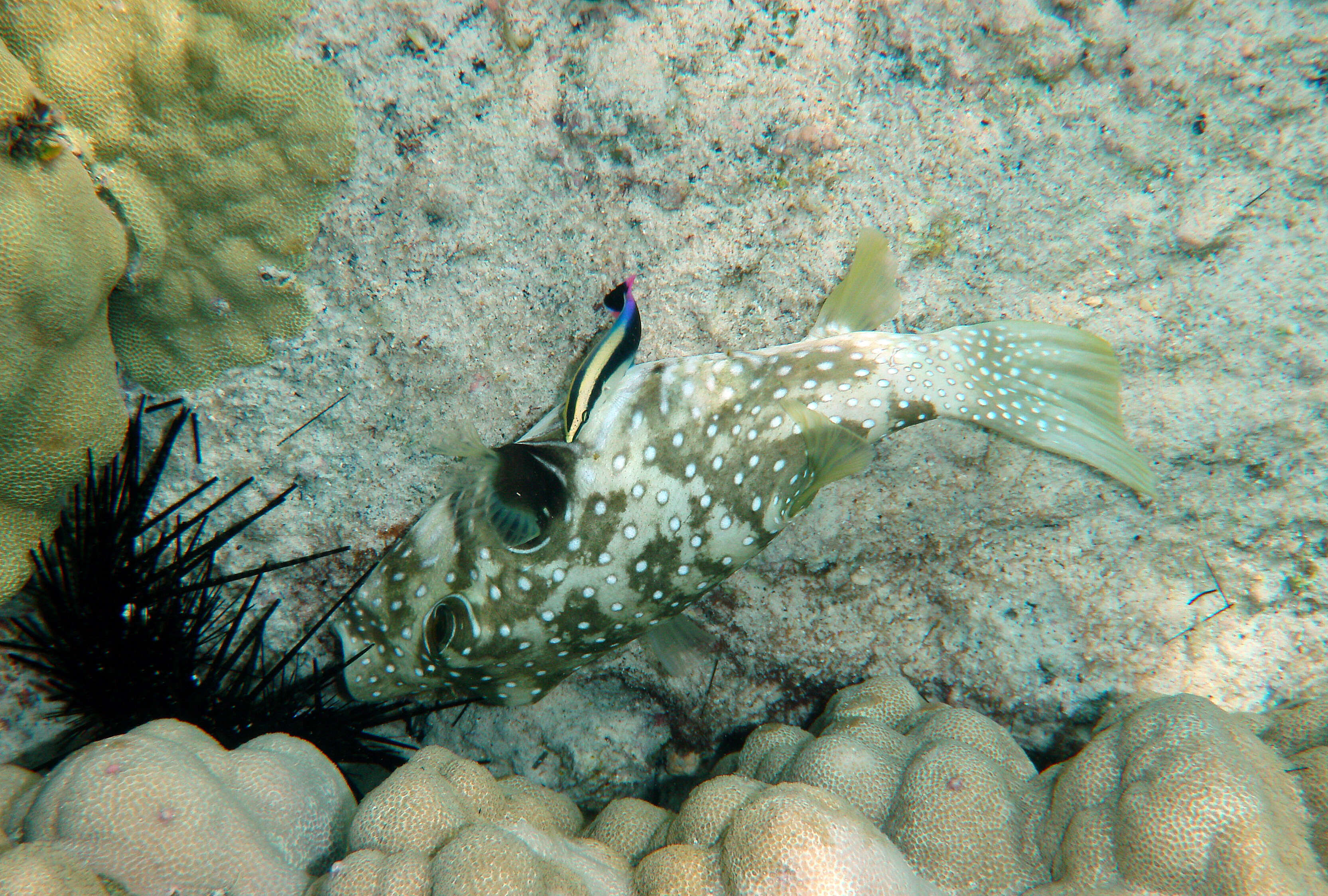 Image of Broadbarred Toadfish