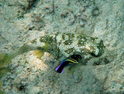 Image of Broadbarred Toadfish