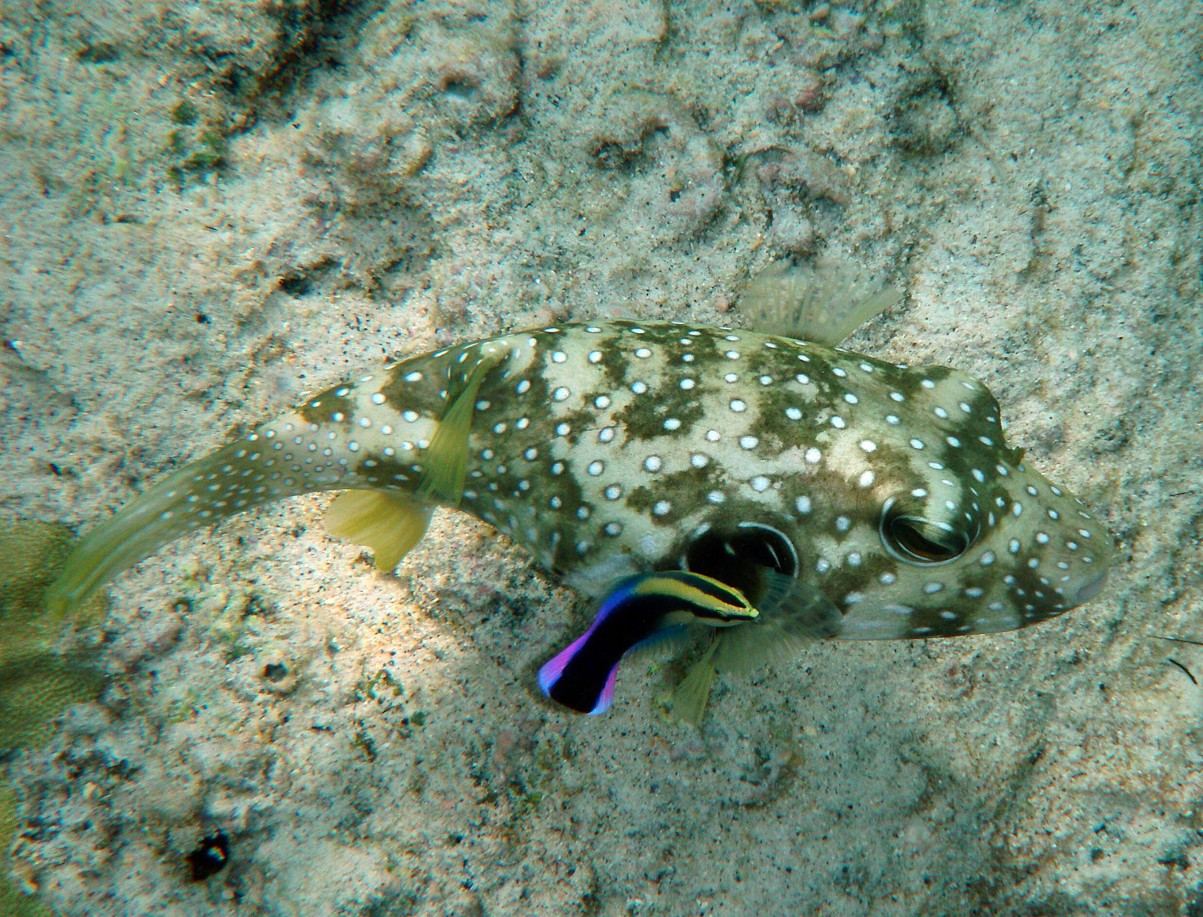 Image of Broadbarred Toadfish