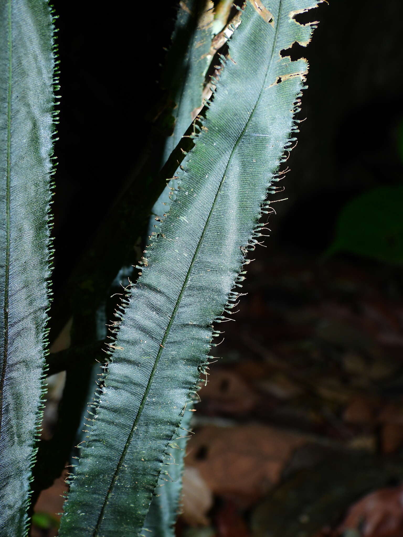 Image de Trichomanes vittaria DC.