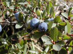 Image of alpine bilberry