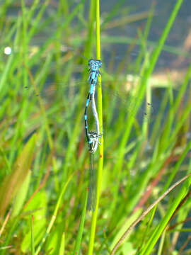 Image of Variable Bluet