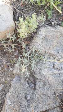 Image de Antennaria rosea subsp. rosea