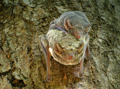 Image of Taphozoinae Jerdon 1867