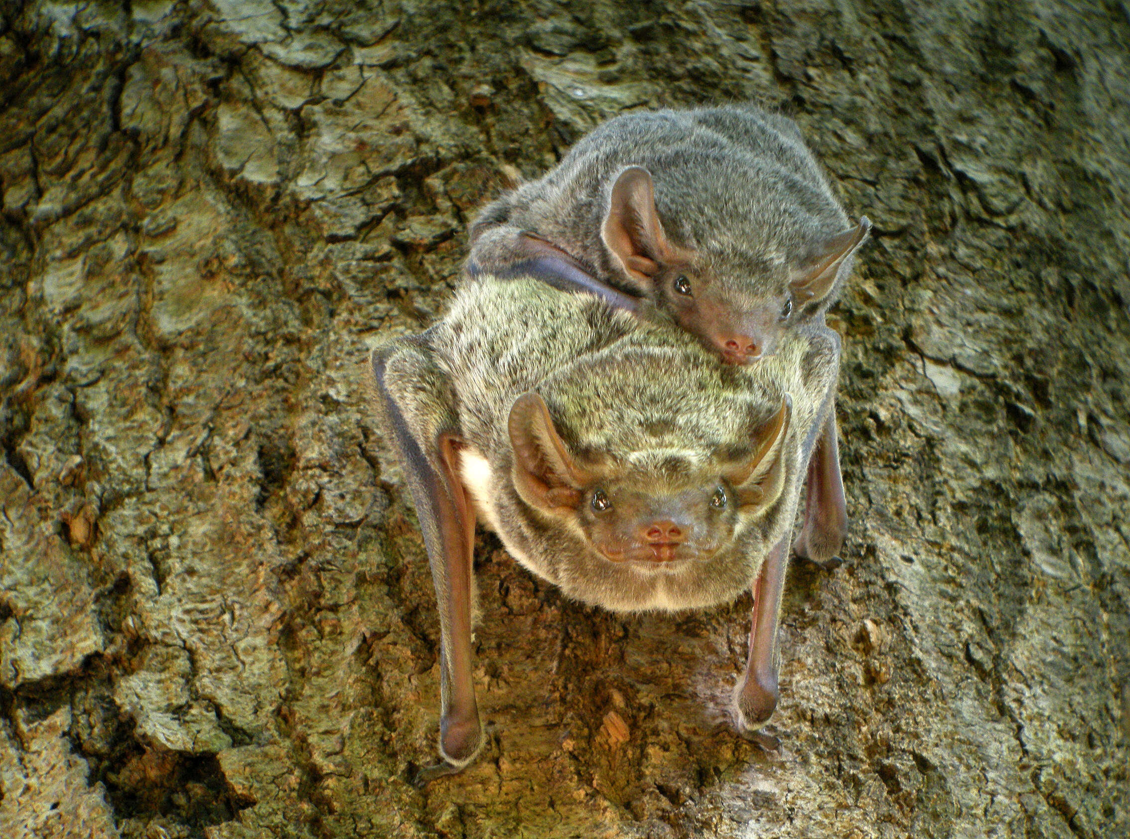 Image de Taphozoinae Jerdon 1867