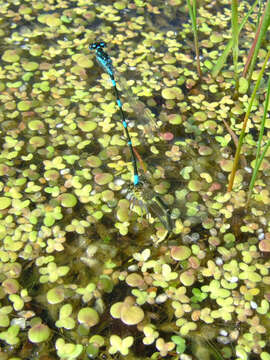 Imagem de Coenagrion pulchellum (Vander Linden 1825)