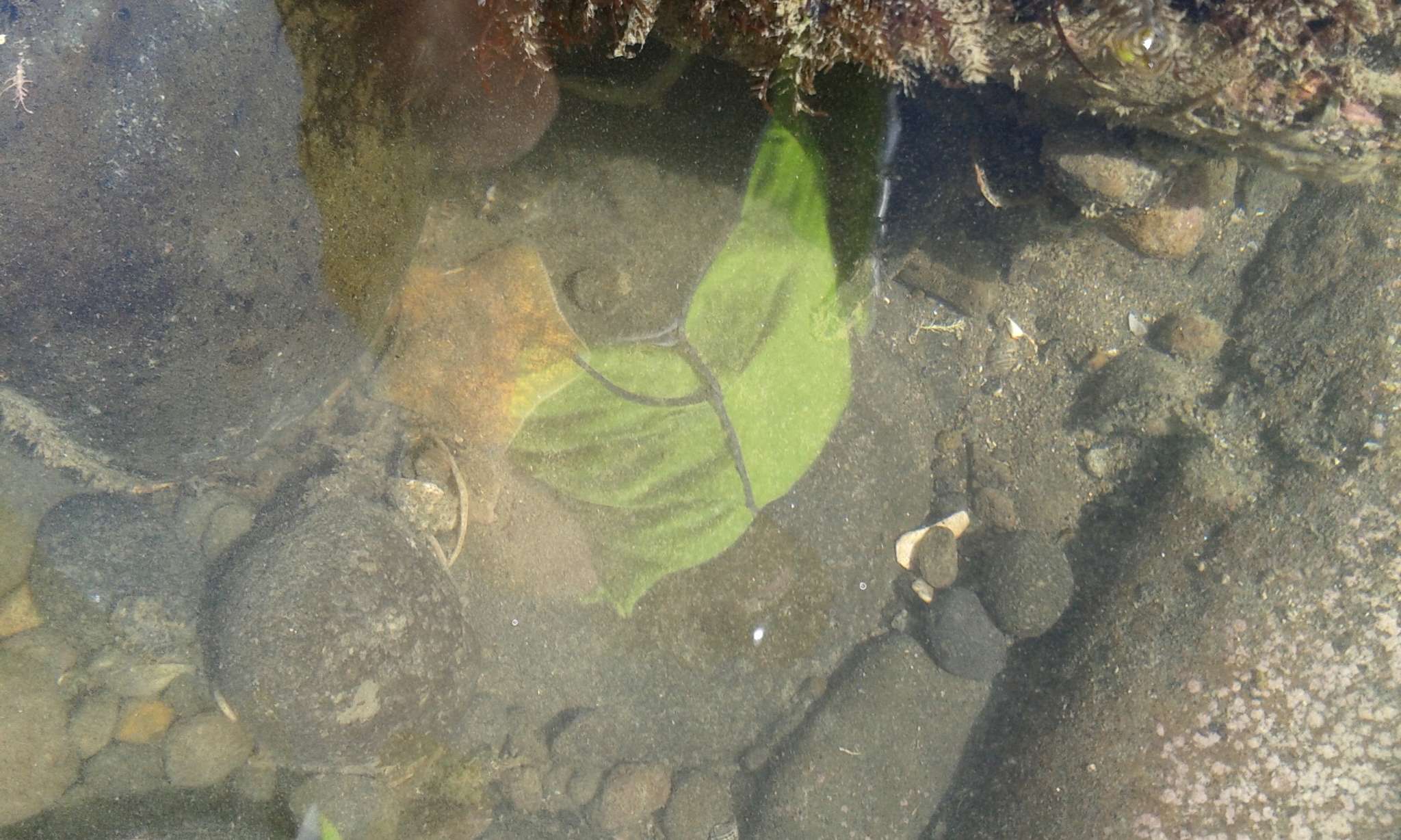 Image of Patiriella regularis (Verrill 1867)