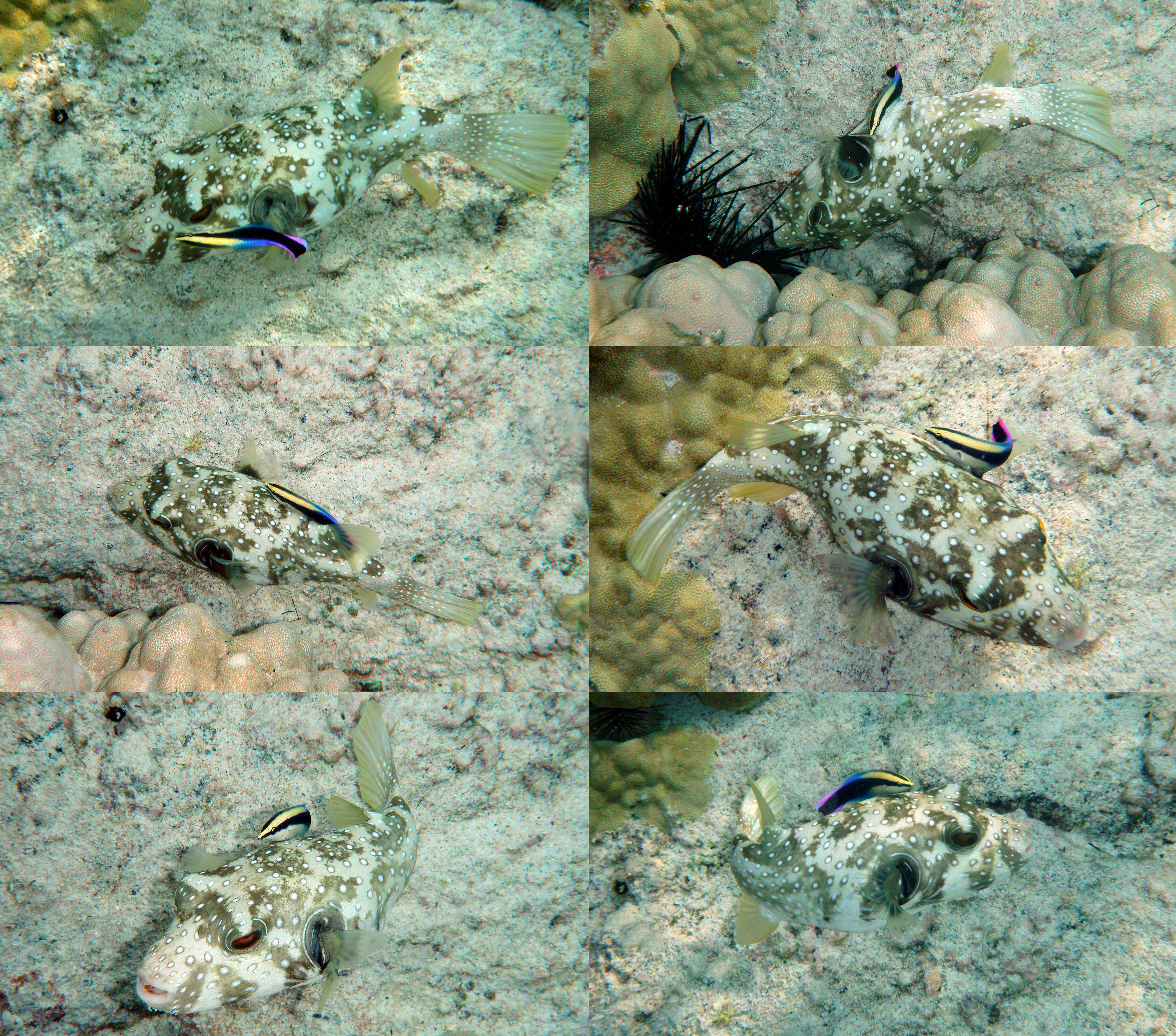 Image of Broadbarred Toadfish